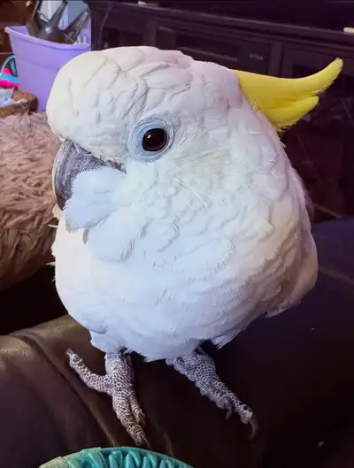 Sulphur-Crested Cockatoo, View more