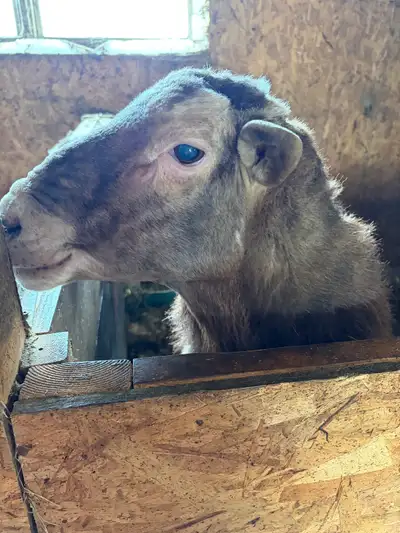 Katahdin Ram, View more