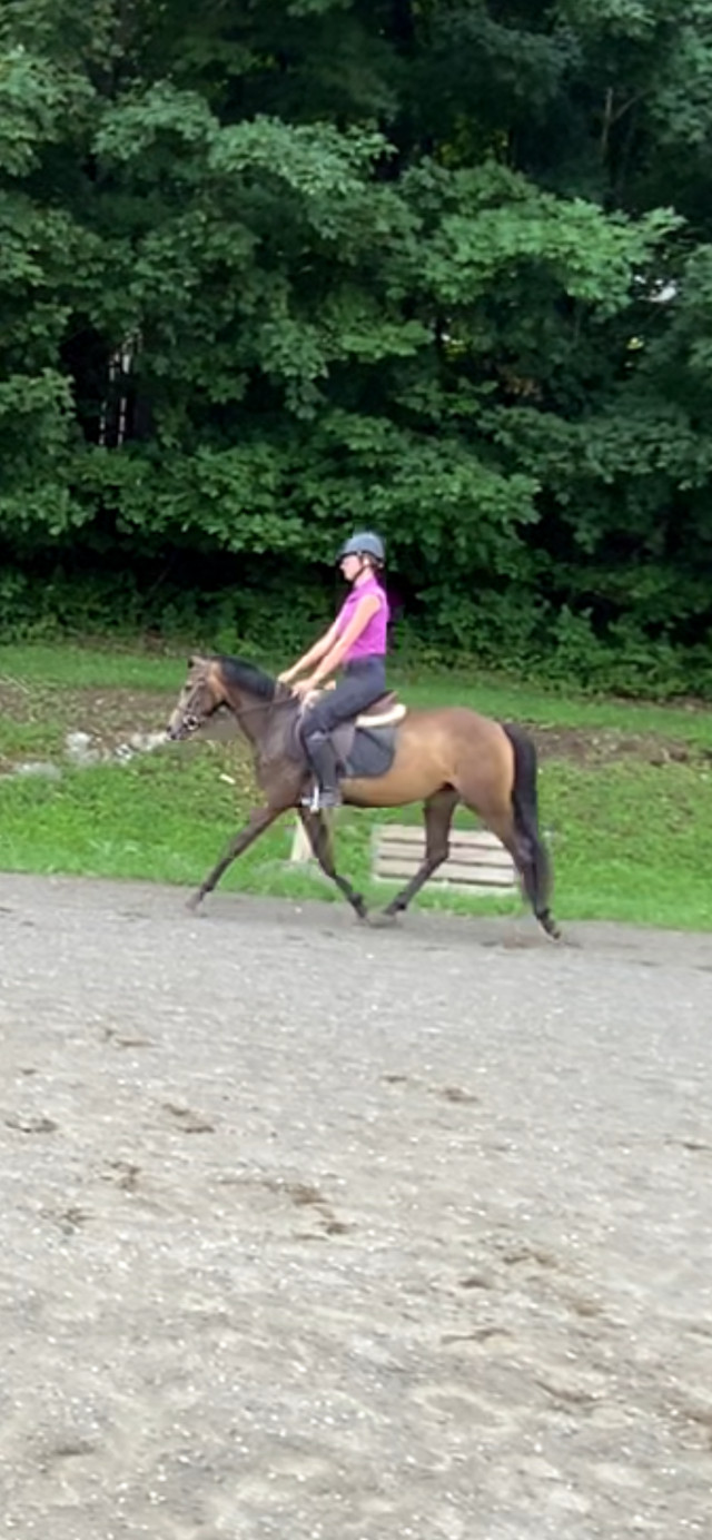 Buckskin welsh mare 3yo dans Chevaux et poneys à adopter  à Granby - Image 2