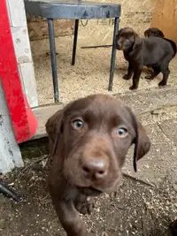 Chocolate lab puppies 