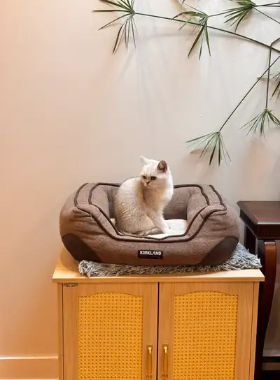 GRACEFUL PURE British shorthair très elegant , View more