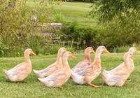 Ducklings in May