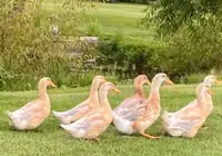 Ducklings available at the end of May