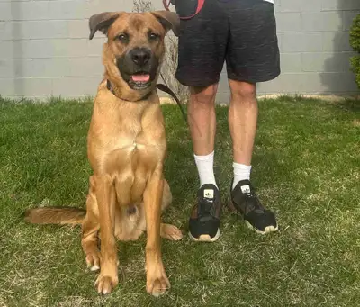 Dog needing rehoming, View more