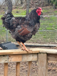 Young male rooster 