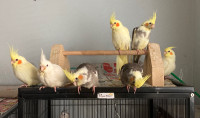 Beautiful hand raised Cockatiels looking for new homes 