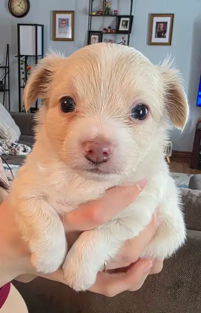 Purebred Chihuahua Puppies , View more