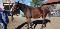 Thoroughbred Mare 16"2 hh (Pending pick up)