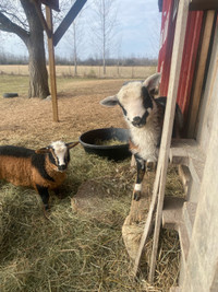 Ewes, rams & lambs  