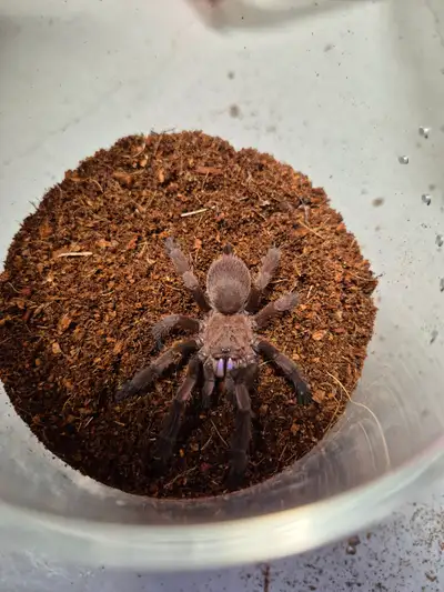 tarantula in Pets in Greater Montréal | Kijiji Marketplaces