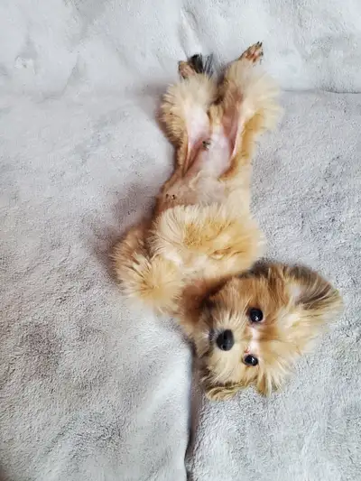 Poodle pomeranian puppies, View more
