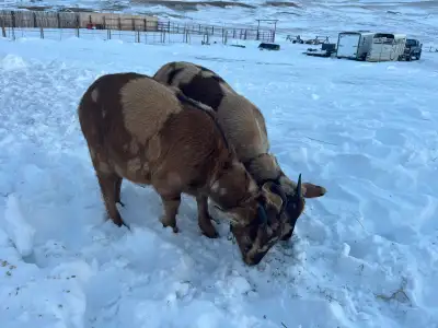 Meats goats for sale. $3 a pound, 8 months old