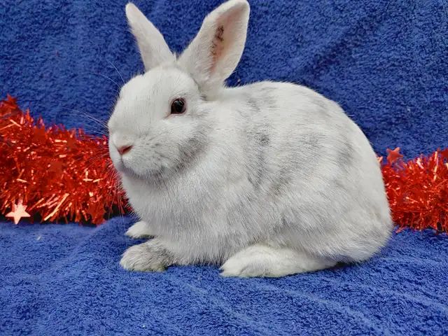 EXTRAORDINARY BABY BLUE-EYED WHITE NETHERLAND DWARF BUNNY RABBIT in Small Animals for Rehoming in City of Toronto - Image 4