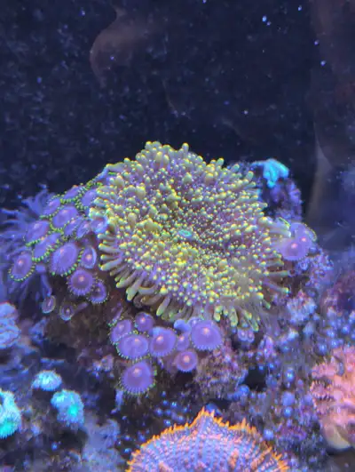 coral covered rock - kitchener, View more