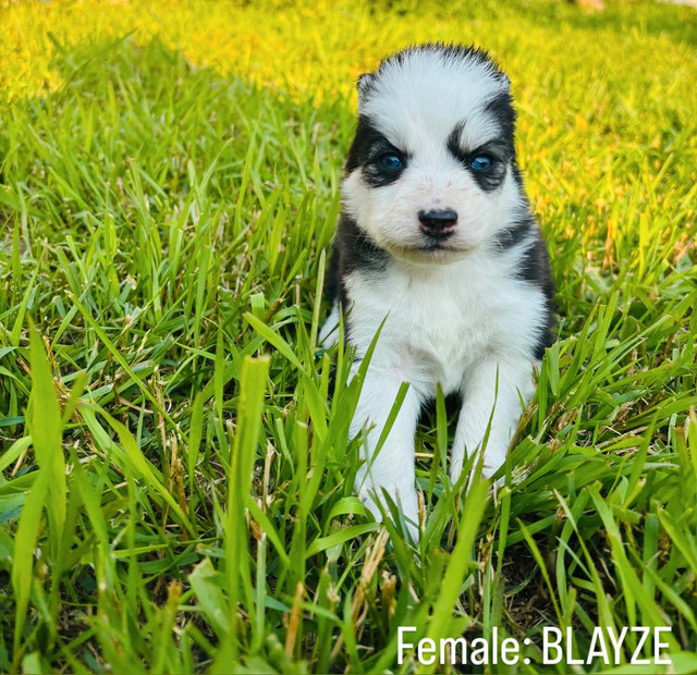 Pomsky Puppies for Sale! in Dogs & Puppies for Rehoming in Saskatoon - Image 3