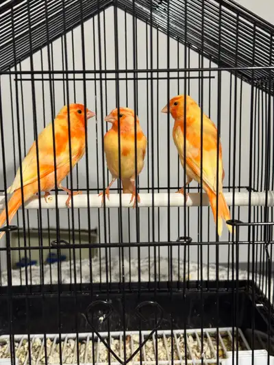 Red Factor Canary , View more