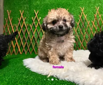 2 Toy Poodle Puppies Left!, View more