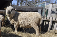 Shropshire ewe sheep