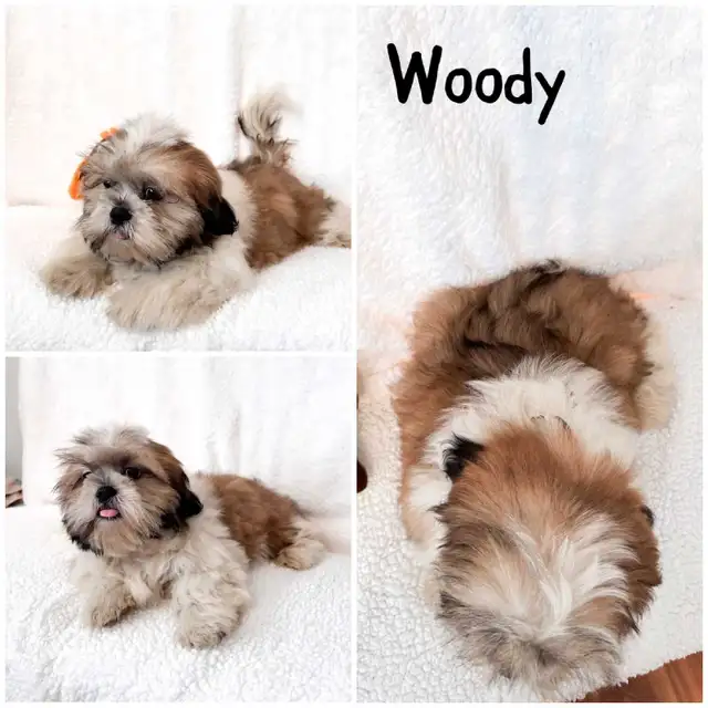 Shih tzu puppies in Dogs & Puppies for Rehoming in Winnipeg - Image 3
