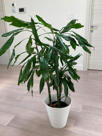 Potted Plant - Ikea