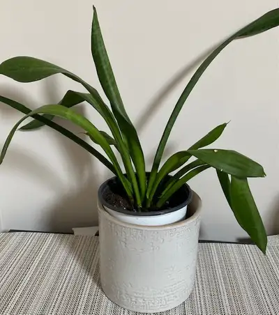 Snake plant in beige ceramic pot house plant air purifier, View more