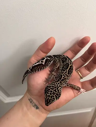 female gecko from blacknight macksnow x blacknight pairing. asking $100 , pick up yonge and eglingto...