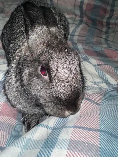 Chinchilla Holland Lop/New Zealand, View more