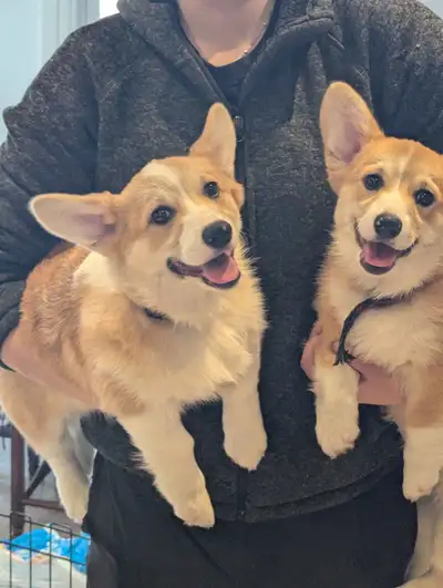 Adorable CKC registered Pembroke Welsh Corgi Puppies.  2 females, View more