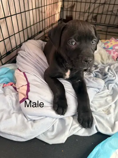 cane corso mix puppy’s , View more