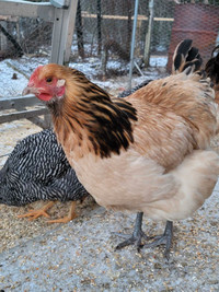 Pre-Orders for Pullets now Available!