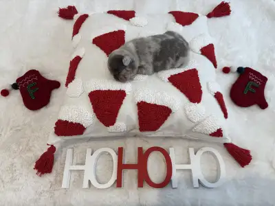 Beautiful French Bulldog Puppies, View more