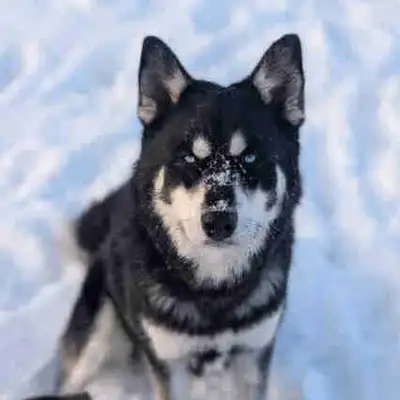 Neurted Husky, View more