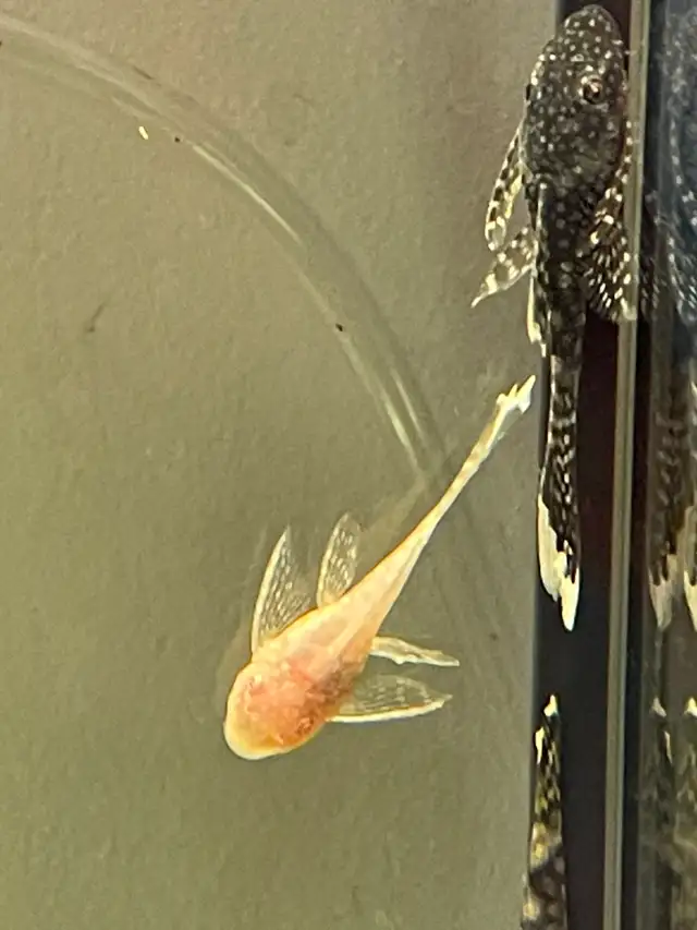 Longfin Brown & Longfin Albino Plecos in Fish for Rehoming in Owen Sound - Image 4