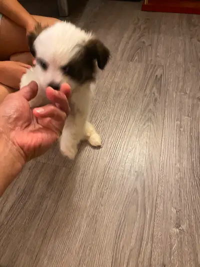 4 puppies ready for new home $400.00 each., View more