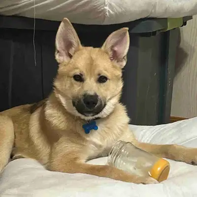 pomsky mix, View more