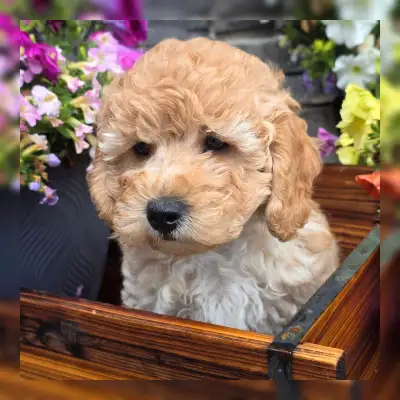 Mini Poodle boy - NOW READY! Only one male available - he would love to join your family! Maturing b...