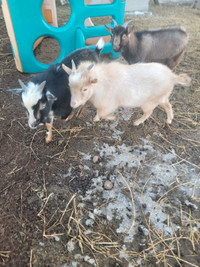 Minature Goats 