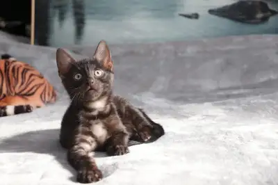 Most Mysterious and Loving Smoke/Black Panther Bengal Kittens, View more
