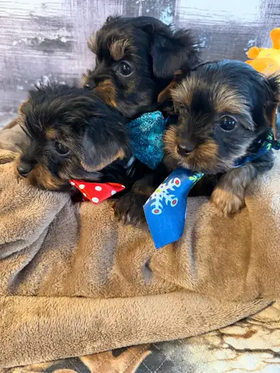 CHIOTS  YORKSHIRE PUPPY, View more