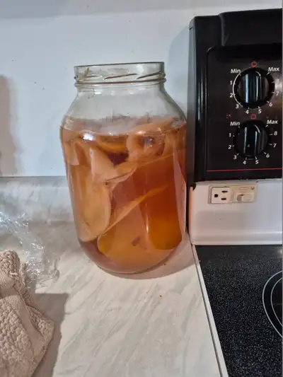 4 Scoobeys  free to start your own Kombucha  drinks, View more