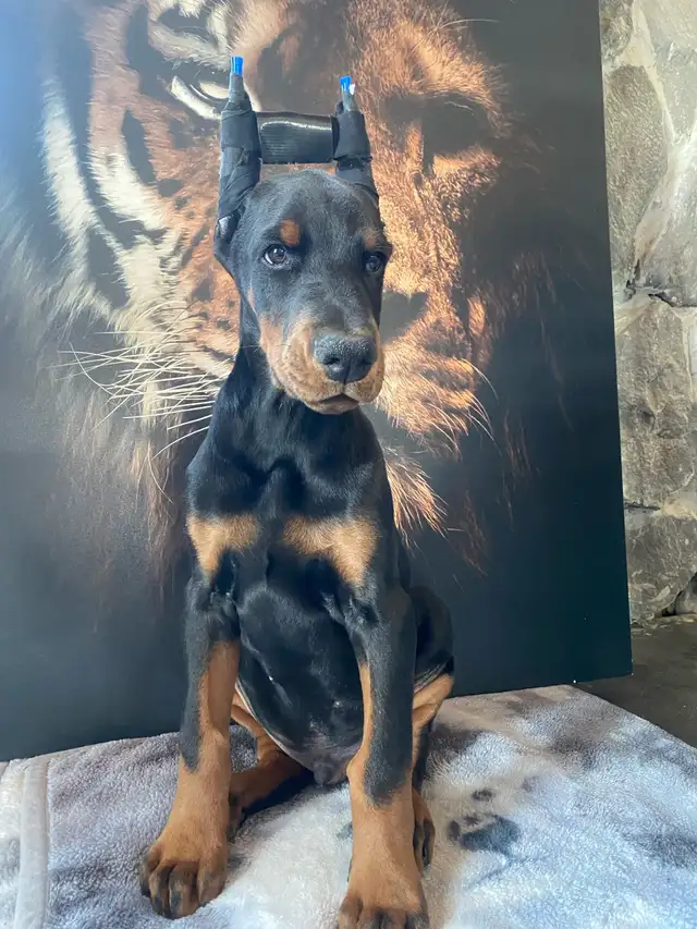 European Doberman Puppies!  1 Female available! in Dogs & Puppies for Rehoming in Edmonton - Image 6