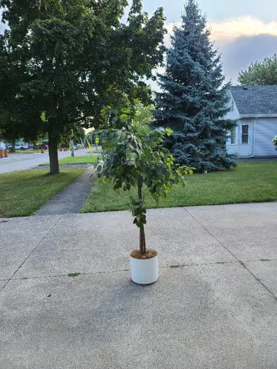 Decorative fake tree, View more