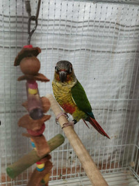 BEAURIFUL YELLOW SIDED CONURE PAIR WITH CAGE AND NEST 