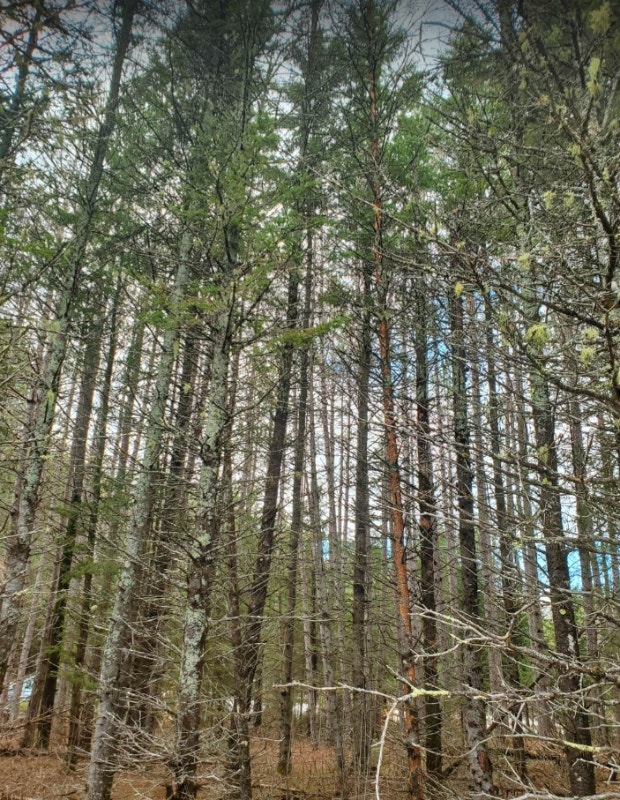 Beautiful Vacant CORNER Lot 45 Mins from Renfrew! Land for Sale