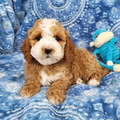 Mini Cockapoo Puppies/Cocker Spaniel & Toy Poodle Mix, View more