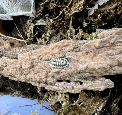 High Yellow Isopods, View more