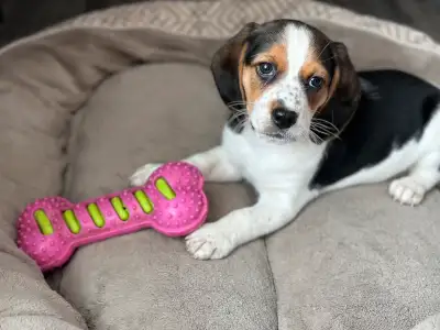 Sweet 8 week old male beagle puppy looking for his forever home! He has his 1st vaccination and has...