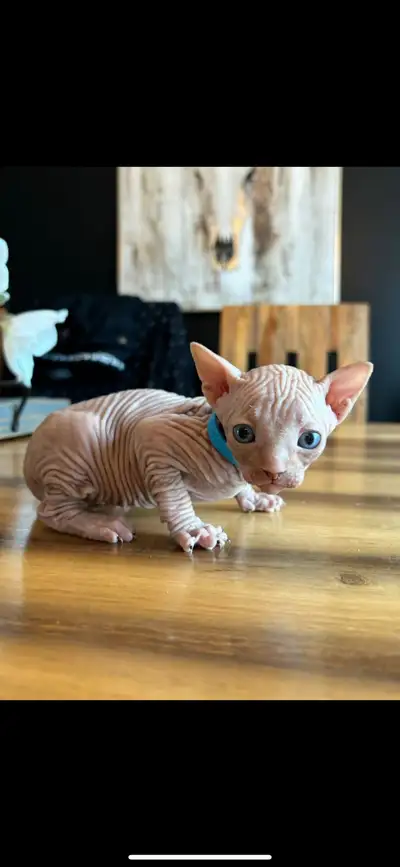 Chaton mâle SPHYNX , View more