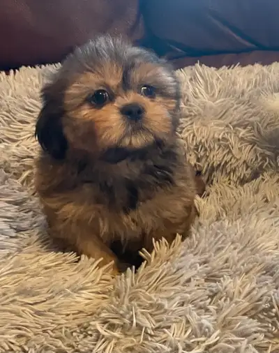 Shih Tzu puppies:UPDATE 2 boys and 2 girls, View more