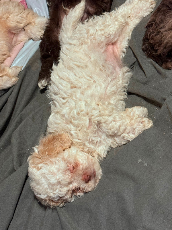 Cockapoo/Shihtzu Puppies For Sale in Dogs & Puppies for Rehoming in Petawawa